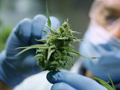 Medical Cannabis